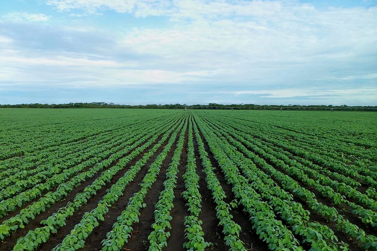 agriculture image